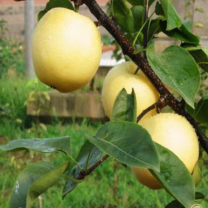 Golden Pear
