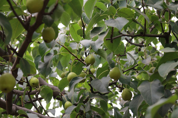 Young Snow pear 