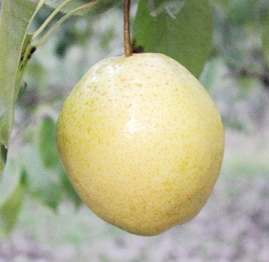 snow pear
