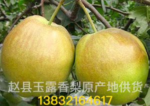 玉露香梨 与 红香酥梨 有什么区别？